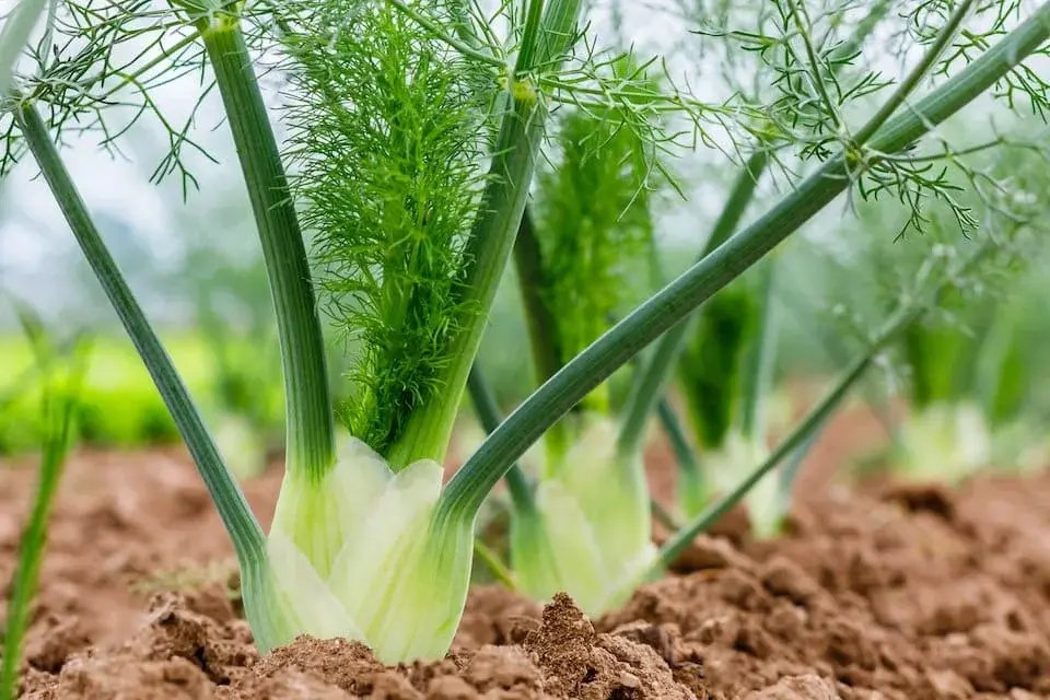 Fennel Seed