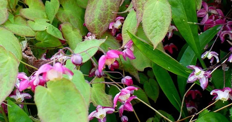 Horny Goat Weed