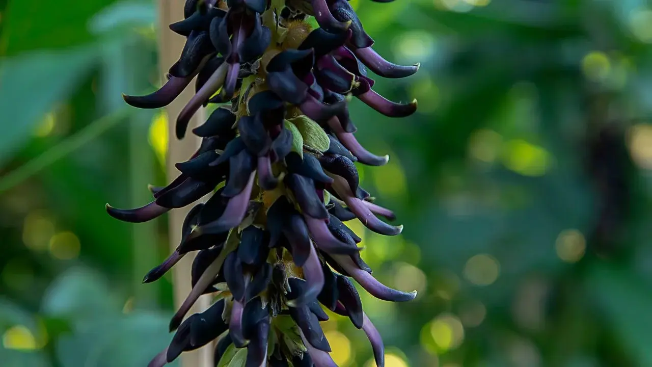 Mucuna Pruriens